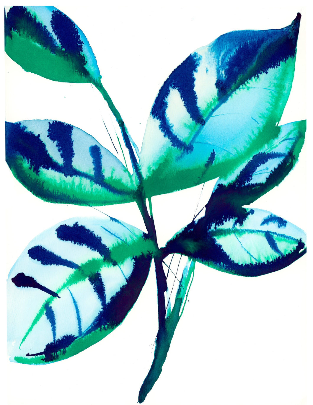 Blue Caladium